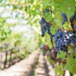 Cata de vinos de Albania