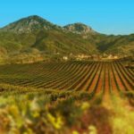 Viñedos en Albania